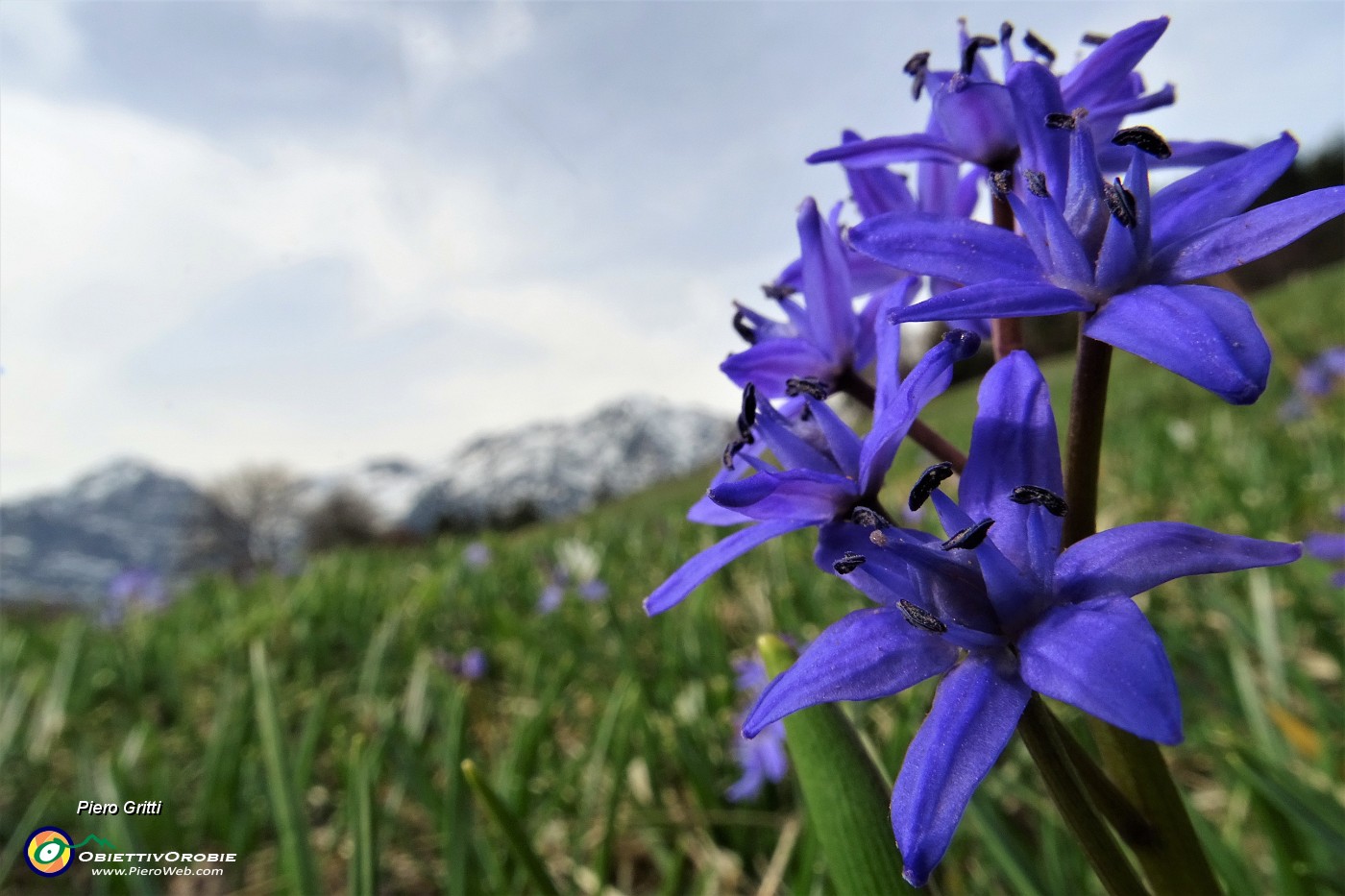 56 Scilla silvestre (scilla bifolia) alla macro .JPG